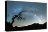 Bare tree under the Milky Way arch in the starry sky over Pico Ruivo mountain, Madeira, Portugal-Roberto Moiola-Stretched Canvas