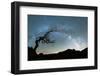 Bare tree under the Milky Way arch in the starry sky over Pico Ruivo mountain, Madeira, Portugal-Roberto Moiola-Framed Photographic Print