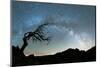 Bare tree under the Milky Way arch in the starry sky over Pico Ruivo mountain, Madeira, Portugal-Roberto Moiola-Mounted Photographic Print