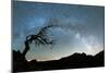 Bare tree under the Milky Way arch in the starry sky over Pico Ruivo mountain, Madeira, Portugal-Roberto Moiola-Mounted Photographic Print