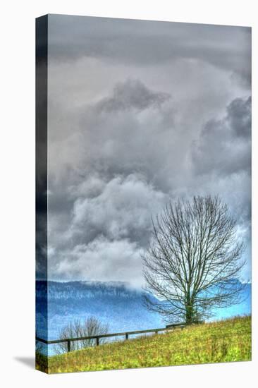 Bare Tree Vertical-Robert Goldwitz-Stretched Canvas