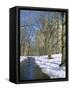 Bare Trees and Snow in Winter in Central Park, Manhattan, New York City, USA-David Lomax-Framed Stretched Canvas