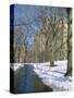 Bare Trees and Snow in Winter in Central Park, Manhattan, New York City, USA-David Lomax-Stretched Canvas
