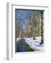 Bare Trees and Snow in Winter in Central Park, Manhattan, New York City, USA-David Lomax-Framed Photographic Print