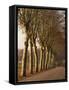 Bare Trees Line a Rural Road in Winter, Provence, France, Europe-Michael Busselle-Framed Stretched Canvas