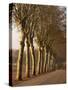 Bare Trees Line a Rural Road in Winter, Provence, France, Europe-Michael Busselle-Stretched Canvas