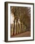 Bare Trees Line a Rural Road in Winter, Provence, France, Europe-Michael Busselle-Framed Photographic Print