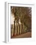 Bare Trees Line a Rural Road in Winter, Provence, France, Europe-Michael Busselle-Framed Photographic Print