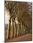 Bare Trees Line a Rural Road in Winter, Provence, France, Europe-Michael Busselle-Mounted Photographic Print