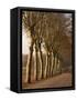 Bare Trees Line a Rural Road in Winter, Provence, France, Europe-Michael Busselle-Framed Stretched Canvas