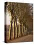 Bare Trees Line a Rural Road in Winter, Provence, France, Europe-Michael Busselle-Stretched Canvas