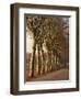 Bare Trees Line a Rural Road in Winter, Provence, France, Europe-Michael Busselle-Framed Photographic Print