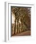 Bare Trees Line a Rural Road in Winter, Provence, France, Europe-Michael Busselle-Framed Photographic Print