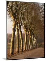 Bare Trees Line a Rural Road in Winter, Provence, France, Europe-Michael Busselle-Mounted Photographic Print