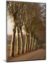 Bare Trees Line a Rural Road in Winter, Provence, France, Europe-Michael Busselle-Mounted Photographic Print