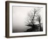 Bare Trees on a Lake Side Bank-Sharon Wish-Framed Photographic Print