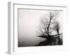 Bare Trees on a Lake Side Bank-Sharon Wish-Framed Photographic Print