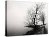 Bare Trees on a Lake Side Bank-Sharon Wish-Stretched Canvas