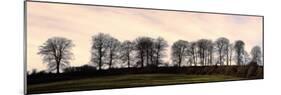 Bare Trees on a Ridge across a Field at Sunset, Bourton on the Hill, Gloucestershire, England, UK-David Hughes-Mounted Photographic Print