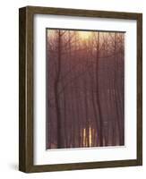 Bare Trees Silhouetted by Winter Sunset, and Reflected in Pond-Woolfitt Adam-Framed Photographic Print