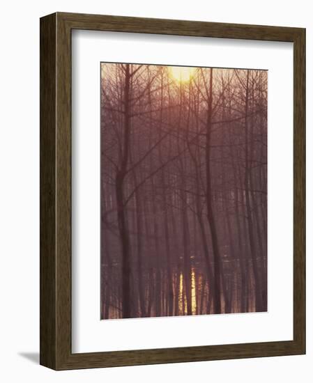 Bare Trees Silhouetted by Winter Sunset, and Reflected in Pond-Woolfitt Adam-Framed Photographic Print