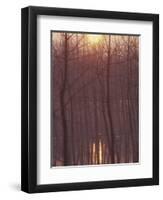 Bare Trees Silhouetted by Winter Sunset, and Reflected in Pond-Woolfitt Adam-Framed Photographic Print