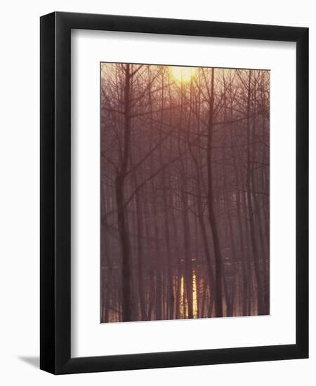 Bare Trees Silhouetted by Winter Sunset, and Reflected in Pond-Woolfitt Adam-Framed Photographic Print