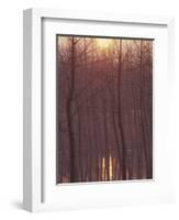 Bare Trees Silhouetted by Winter Sunset, and Reflected in Pond-Woolfitt Adam-Framed Photographic Print