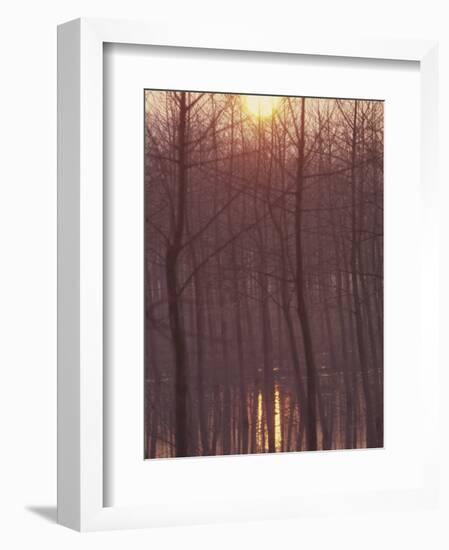 Bare Trees Silhouetted by Winter Sunset, and Reflected in Pond-Woolfitt Adam-Framed Photographic Print