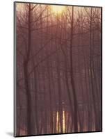 Bare Trees Silhouetted by Winter Sunset, and Reflected in Pond-Woolfitt Adam-Mounted Photographic Print