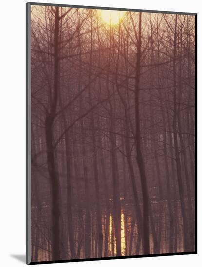 Bare Trees Silhouetted by Winter Sunset, and Reflected in Pond-Woolfitt Adam-Mounted Photographic Print