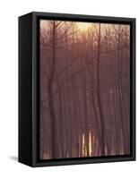 Bare Trees Silhouetted by Winter Sunset, and Reflected in Pond-Woolfitt Adam-Framed Stretched Canvas