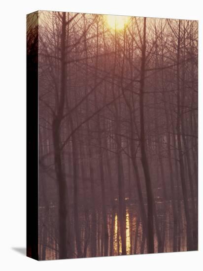 Bare Trees Silhouetted by Winter Sunset, and Reflected in Pond-Woolfitt Adam-Stretched Canvas