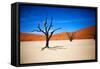 Bare Trees-MJO Photo-Framed Stretched Canvas