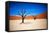 Bare Trees-MJO Photo-Framed Stretched Canvas