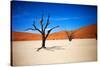 Bare Trees-MJO Photo-Stretched Canvas