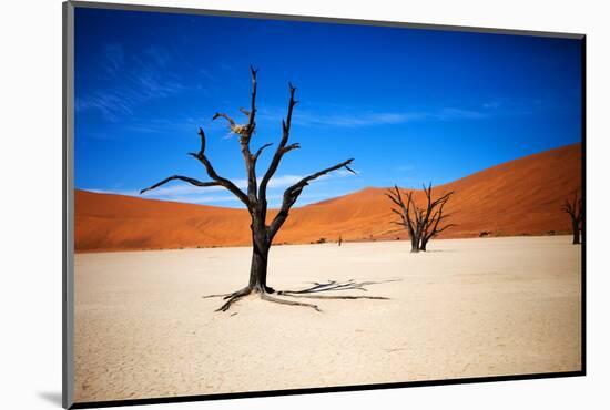 Bare Trees-MJO Photo-Mounted Photographic Print