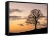 Bare Winter Tree at Sunset, the Roaches, Staffordshire, Peak District National Park, England, Unite-Chris Hepburn-Framed Stretched Canvas