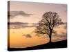 Bare Winter Tree at Sunset, the Roaches, Staffordshire, Peak District National Park, England, Unite-Chris Hepburn-Stretched Canvas