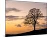 Bare Winter Tree at Sunset, the Roaches, Staffordshire, Peak District National Park, England, Unite-Chris Hepburn-Mounted Photographic Print