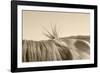 Bareback Hold-Amanda Lee Smith-Framed Photographic Print