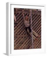 Barefoot Girl Swinging on Structure Containing Baby Chicks in Coop, Woodstock Music and Art Fair-John Dominis-Framed Photographic Print