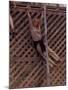 Barefoot Girl Swinging on Structure Containing Baby Chicks in Coop, Woodstock Music and Art Fair-John Dominis-Mounted Photographic Print