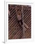 Barefoot Girl Swinging on Structure Containing Baby Chicks in Coop, Woodstock Music and Art Fair-John Dominis-Framed Photographic Print