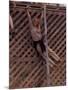 Barefoot Girl Swinging on Structure Containing Baby Chicks in Coop, Woodstock Music and Art Fair-John Dominis-Mounted Photographic Print