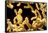 Bargibant 's pygmy seahorse on coral, Philippines-David Fleetham-Framed Stretched Canvas