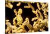 Bargibant 's pygmy seahorse on coral, Philippines-David Fleetham-Stretched Canvas