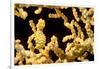 Bargibant 's pygmy seahorse on coral, Philippines-David Fleetham-Framed Photographic Print