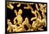 Bargibant 's pygmy seahorse on coral, Philippines-David Fleetham-Framed Photographic Print