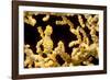 Bargibant 's pygmy seahorse on coral, Philippines-David Fleetham-Framed Photographic Print